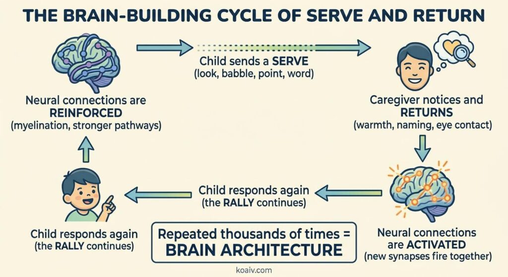 Serve and Return: The Simple Back-and-forth Interaction That Literally Builds Your Baby's Brain 3 The Neuroscience of Serve and Return