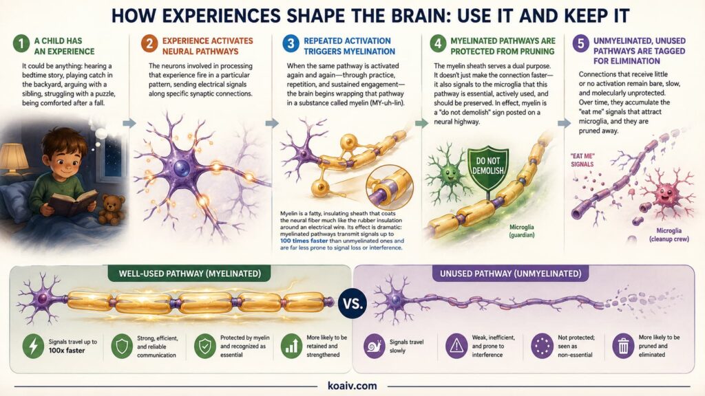 Why Your Child’s Brain Needs to “Lose” Connections to Get Smarter: The Science of Synaptic Pruning 5 Use It or Lose It in Child Brain Development